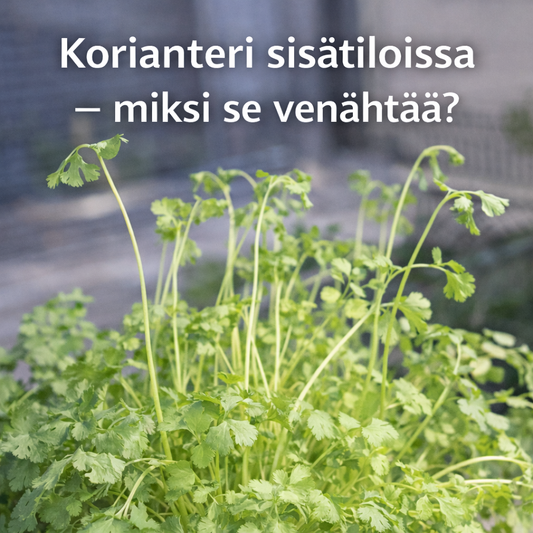Korianteri sisätiloissa – miksi se venähtää?