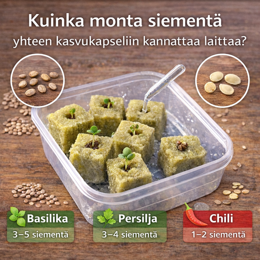 Kuinka monta siementä yhteen kasvukapseliin kannattaa laittaa?