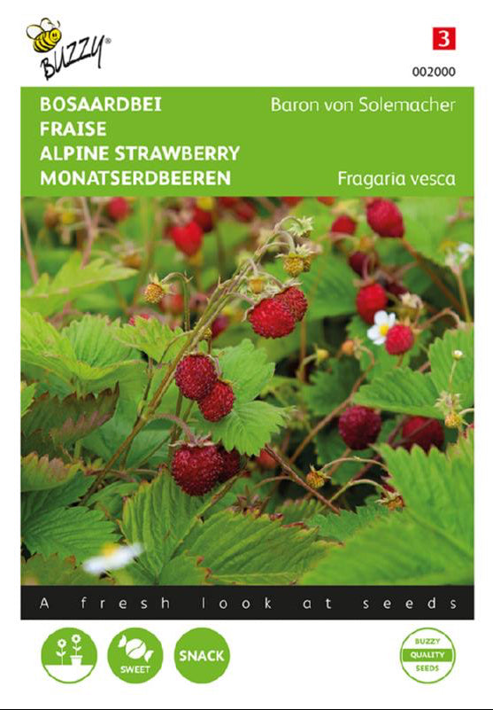 Baron von Solemacher metsämansikka frön – Fragaria vesca