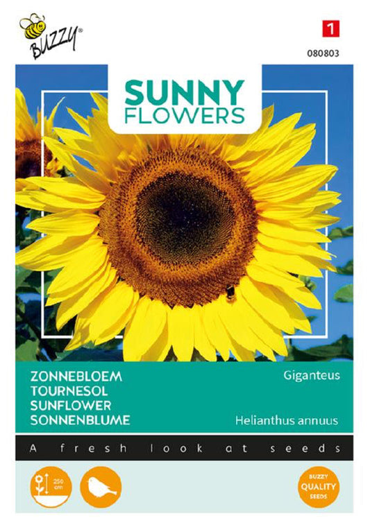 Auringonkukka Giganteus siemenpussi edestä – Buzzy®