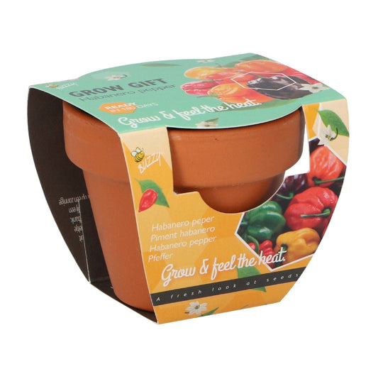 Habanero chili kasvatuslahja terrakottaruukussa edestä – Buzzy®