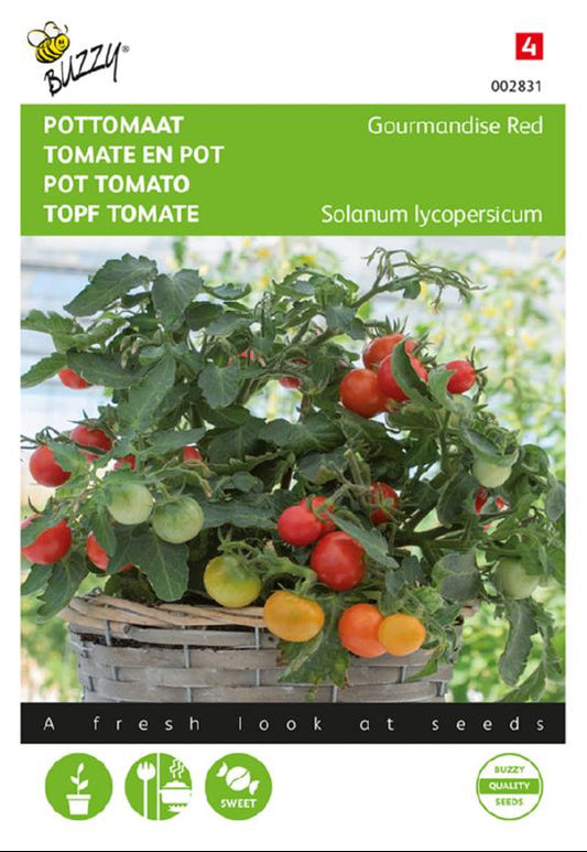 Micro Cherry kääpiökirsikkatomaatti siemenet – Buzzy®