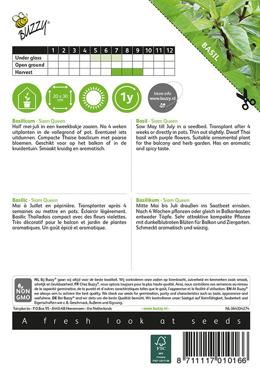 Thaibasilika ‘Siam Queen’ – Ocimum basilicum -siemenpussin takapuoli, jossa kylvö- ja hoito-ohjeet
